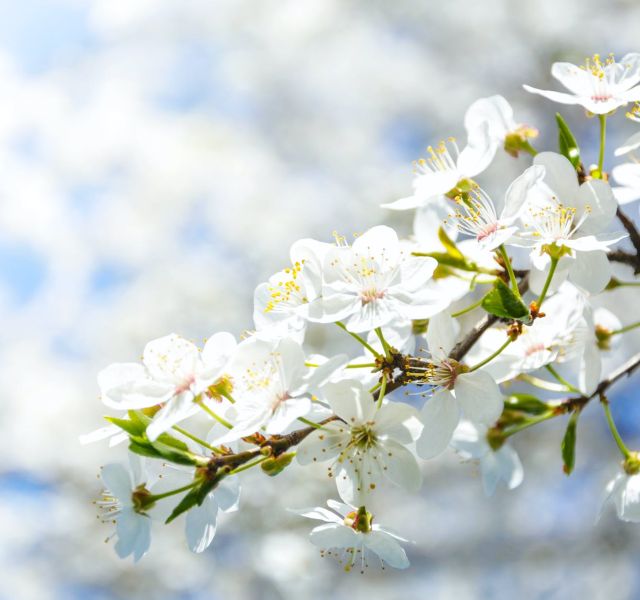 selective focus photography of white cherry blossom flowers