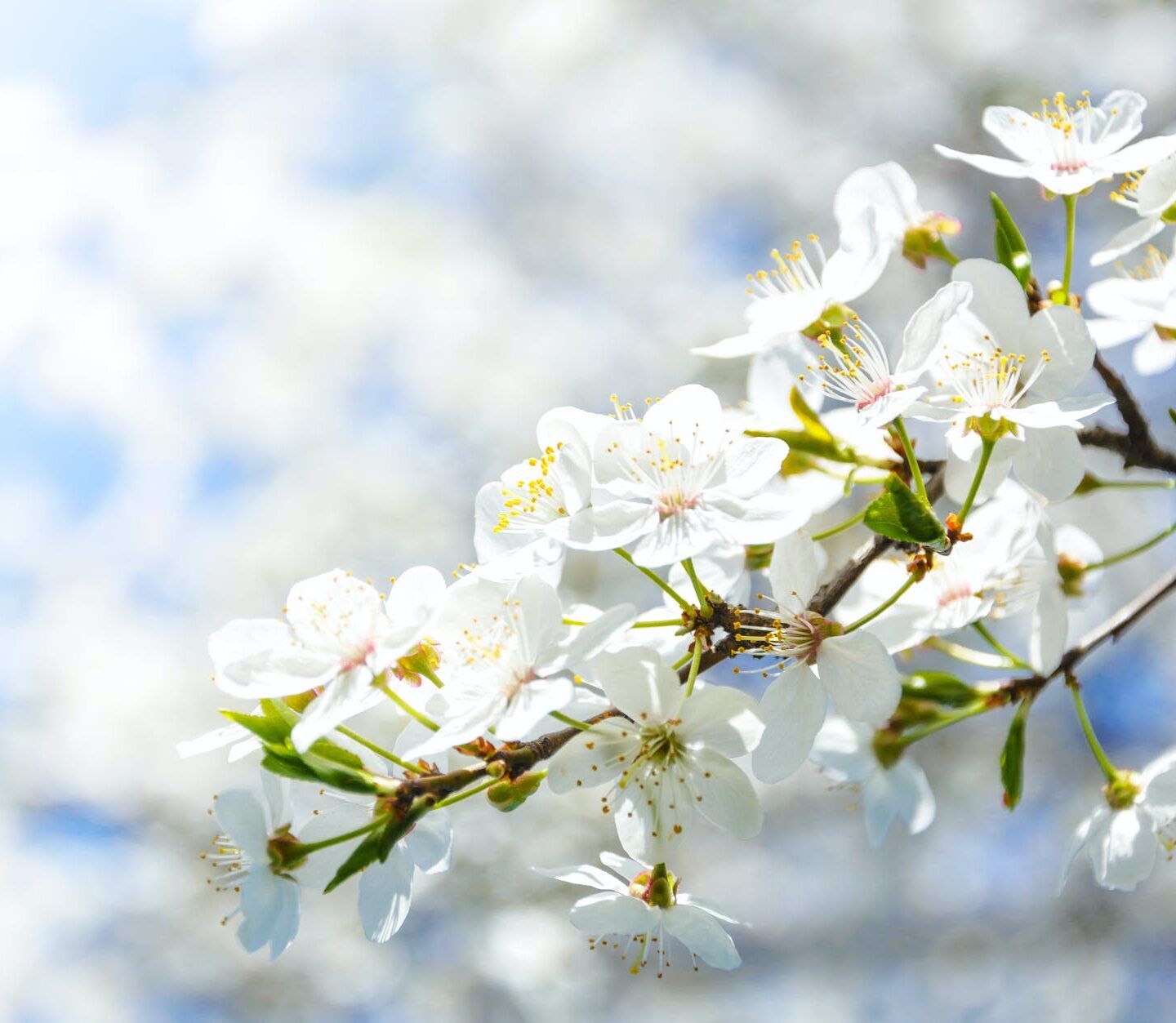 selective focus photography of white cherry blossom flowers