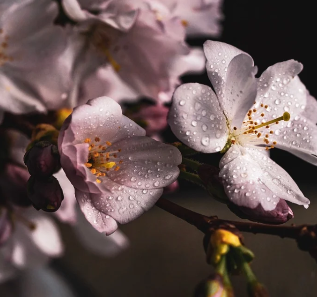 thaya cherry blossom