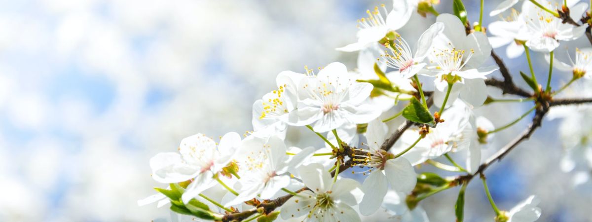 Celebrate Spring Equinox With Thaya! 1 selective focus photography of white cherry blossom flowers