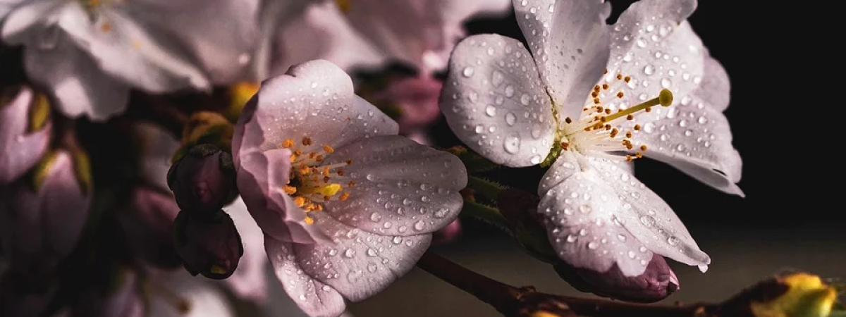 The Lovely Thaya Cherry Blossom Series 1 thaya cherry blossom